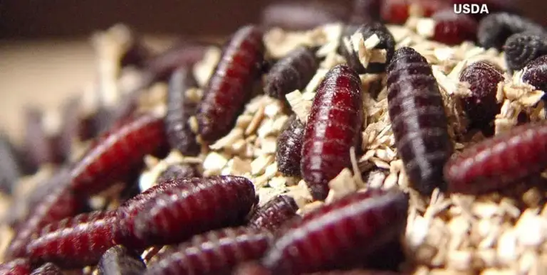 Florida restricts Texas animal imports amid flesh-eating screwworm concerns