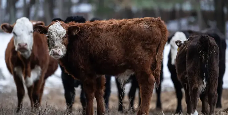 DOJ confirms antitrust probe of major meatpackers over beef price inflation