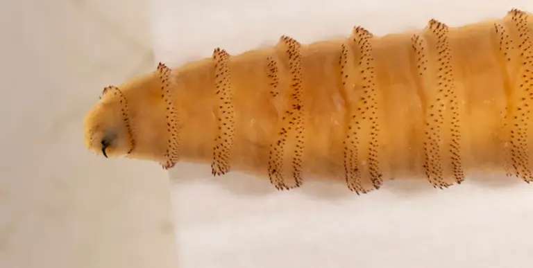 FDA approves emergency use of medication to treat screwworm in dogs, cats