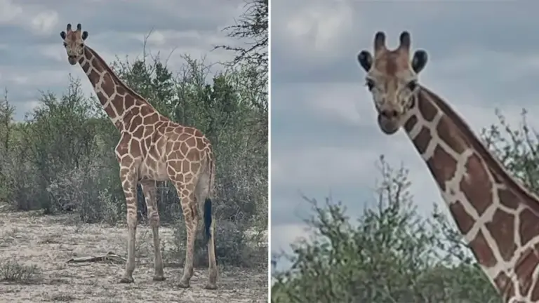 An image of Gracie the giraffe was shared by authorities after the animal went missing June 22, 2026.