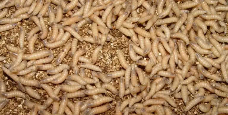 New World screwworm in Texas: Austin vet offers advice on keeping pets safe