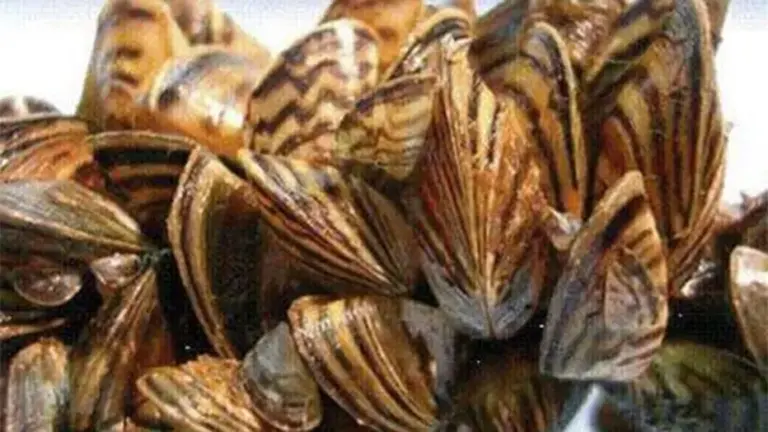 Zebra mussels