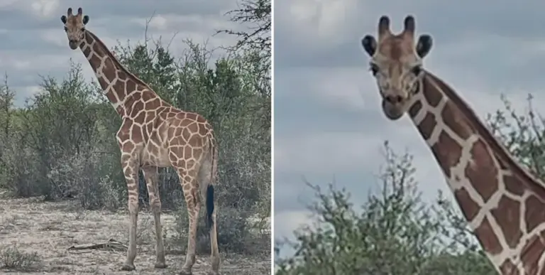 Giraffe still on the loose in Texas after escaping ranch