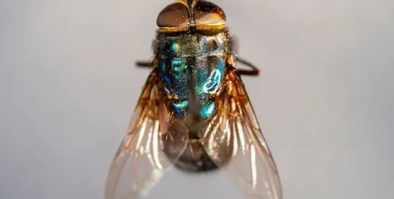 USDA confirms first US case of flesh-eating screwworm in Texas, triggering quarantines