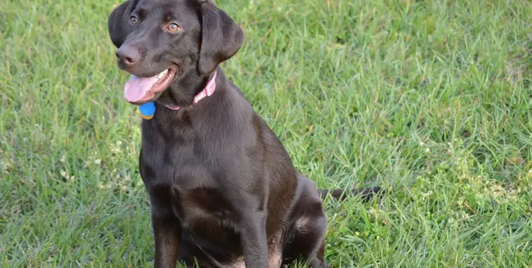 FDA issues emergency use authorization for drug to treat puppies and dogs infected with New World screwworm