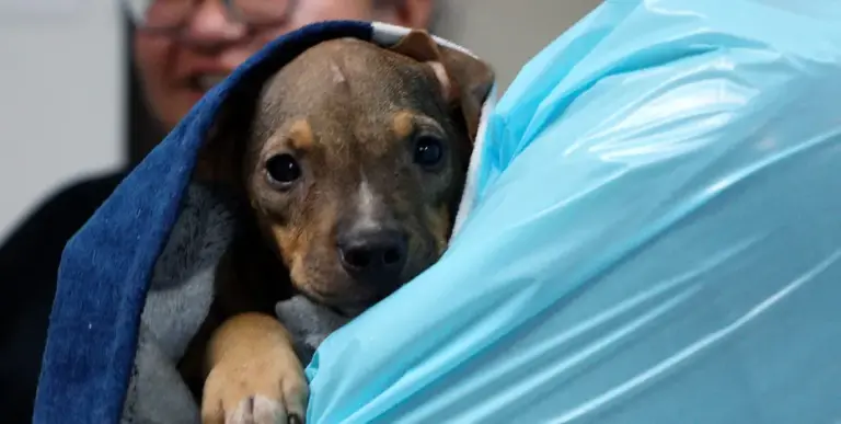 11 dogs seized from Sulphur Springs home in animal cruelty case