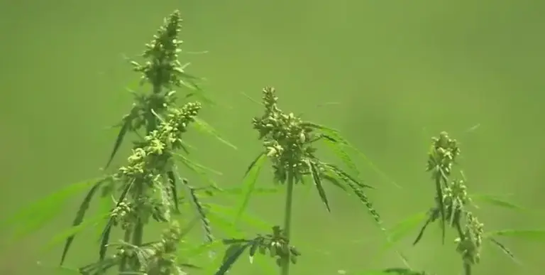 Texas lawmakers prepare for another push to ban THC during legislative session