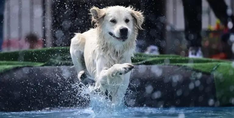 New data reveals the most popular dog breeds in each state