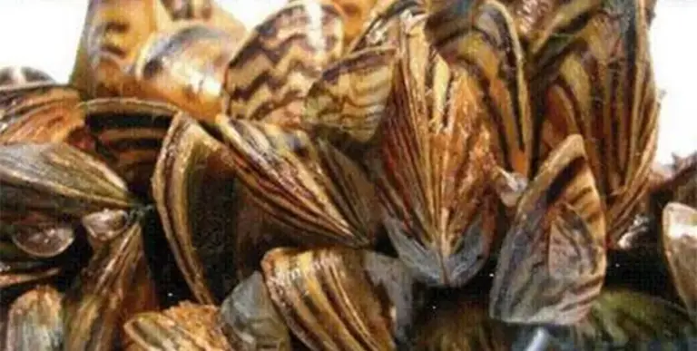 Texas lake 'infested' with invasive species, officials say