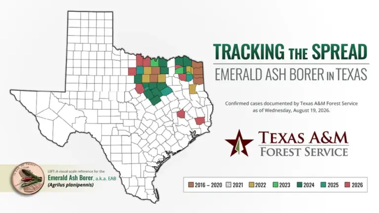 Confirmed cases documented by Texas A&M Forest Service.