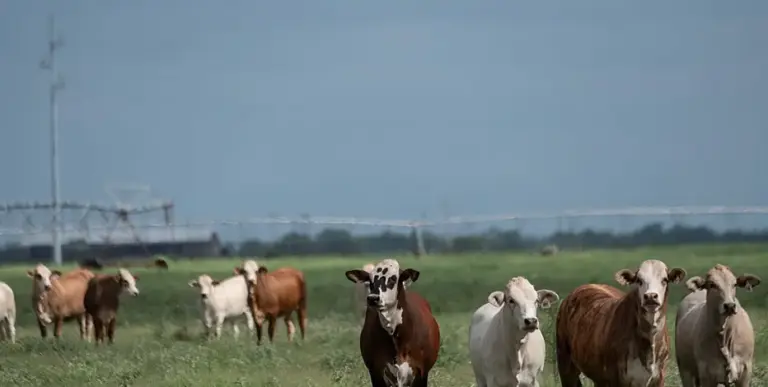 Texas tightens requirements for Mexican cattle as New World screwworm spreads